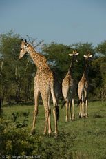 Giraffe (86 von 94).jpg